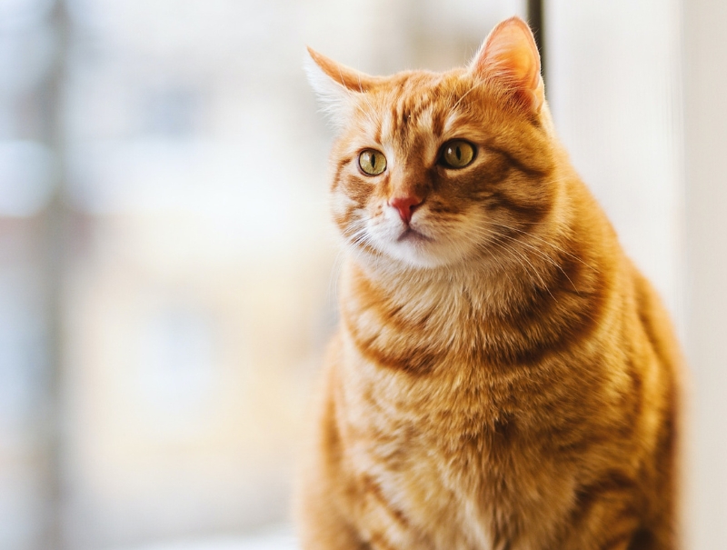 Clearwater Animal Hospital Policies