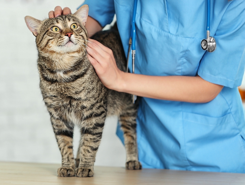 Veterinary Jobs in Windsor