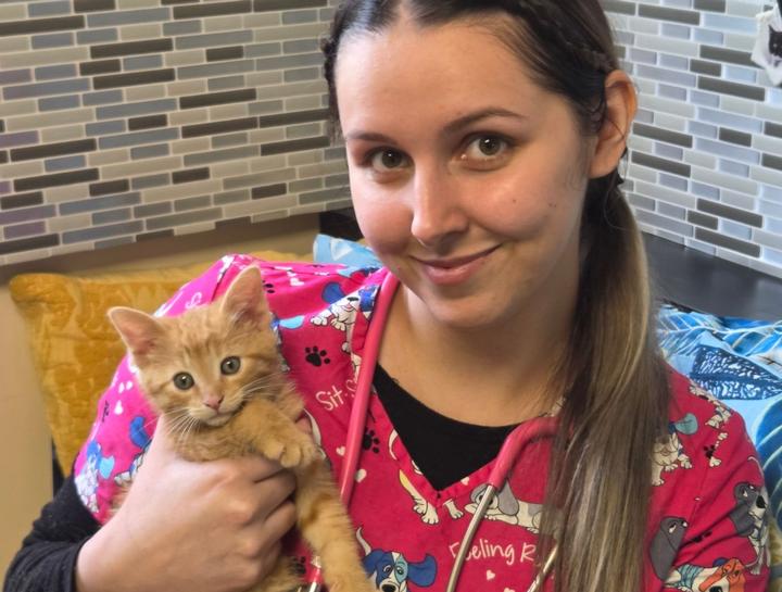 pet wellness plans