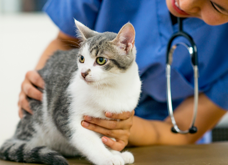 pet how-to videos