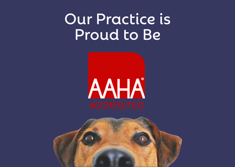 Carousel Slide 1: Learn more about how our practice meets the Veterinary Standard.