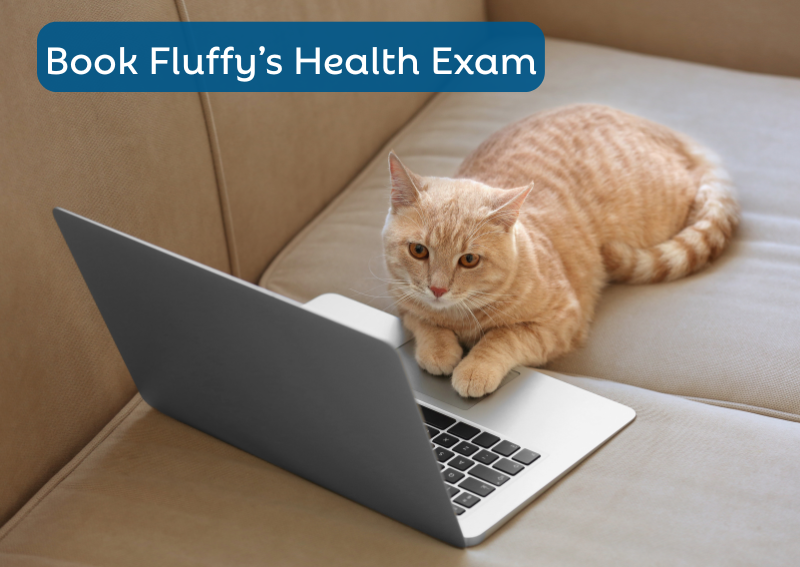 Carousel Slide 3: Book your pet's next wellness exam with Clearwater Animal Hospital