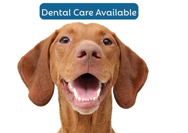 Carousel Slide 2: For a bright smile, book Fluffy's routine dental cleaning.