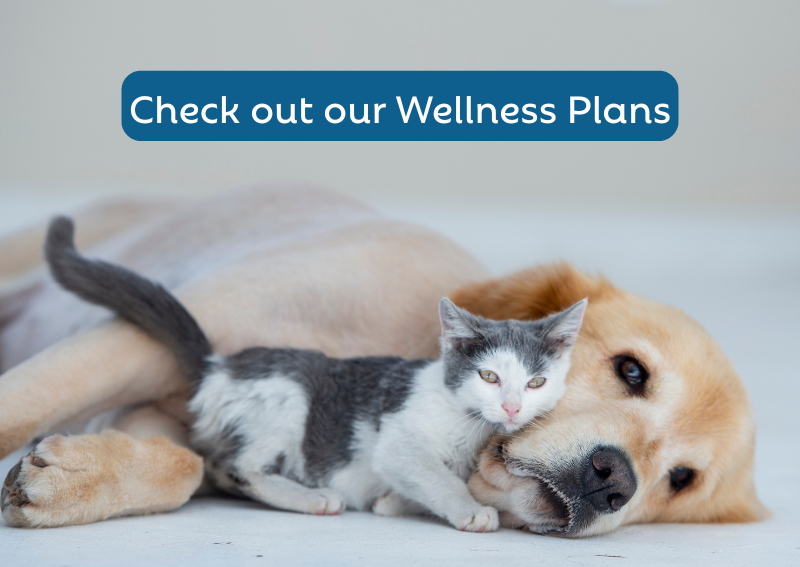 Carousel Slide 2: Wellness Plans >