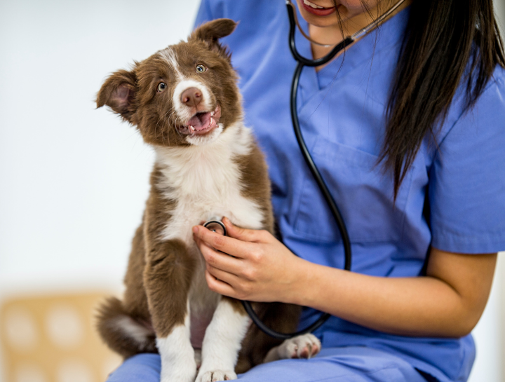 best vet Windsor